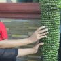 Unik, Pohon Pisang di Cianjur Punya Puluhan Tandan dan Panjang 2 Meter