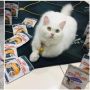 Viral Potret Kucing Dekil Diadopsi Pecinta Hewan, Kini Berubah Jadi Super Cantik