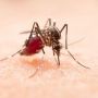 Jangan Beri Obat-obat Ini ke Pasien Demam Berdarah Dengue yang Dirawat di Rumah