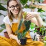 Daftar 15 Jenis Philodendron Lengkap dengan Harganya