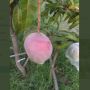 Tak Sengaja, Petani India Ini Tanam Mangga Termahal di Dunia
