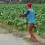 Ladang Tembakau Terendam Banjir, Petani Sampai Stres Salto ke Dalam Genangan Air