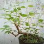 4 Jenis Tanaman yang Cocok Dijadikan Bonsai, Mudah Dirawat dan Dibentuk