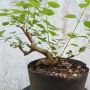 Bonsai Lantana: Cara Merawat Lengkap Cara Membentuk Bonsai yang Baik dan Benar