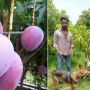 Tak Sengaja Tanam Mangga Langka, Pria Ini Sewa Petugas dan Anjing Penjaga