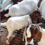 Viral Mahasiswa Tak Hadir Kelas Online, Ternyata Urus Kambing yang Melahirkan