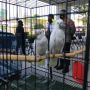 Menyamar Jadi Pembeli, Polisi Amankan Dua Pelaku Penjual Satwa Langka di Jogja