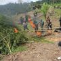 Polisi Musnahkan Tujuh Hektare Ladang Ganja di Gunung Leuser Aceh