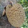 Warga Ponorogo Digegerkan Pohon Nangka Berbuah Durian