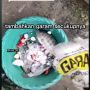 Viral Ikan Nila Beli di Pasar Bisa Hidup Lagi, Kos-kosan Larang Keras Pelihara Kucing