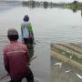 Fenomena Langka, Ikan di Danau Diatas Kabupaten Solok Mendadak Jinak dan Mudah Ditangkap