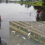 Aneh, Ikan-ikan Danau Diatas Solok Mendadak Jinak Berenang ke Tepian