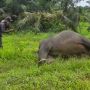 Gajah Sumatera Ditemukan Mati, Hilang Kepala di Kebun Sawit