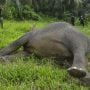 Gajah Sumatera Mati Dibunuh Kepalanya Hilang