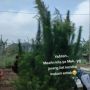 Jarang Datang Ziarah, Pemuda Ini Syok Pas Lihat Kondisi Makam Ibu