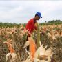 Hingga 2019, Pemerintah Telah Gelontorkan Rp298 Triliun Ke Daerah Tertinggal