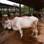 5 Makna Perayaan Idul Adha: Kisah Nabi Ismail Hingga Berbagi Kurban