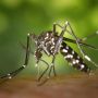 Nyamuk Asia Mematikan Pembawa Virus Zika Ditemukan di Prancis