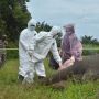 Terungkap! Pembunuh Gajah di Aceh Timur, Polisi: Gadingnya Dikirim ke Depok