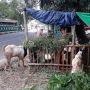 Lebaran Haji Saat PPKM Darurat, Pedagang Kambing Khawatir Omset Menurun