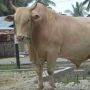 Begini Syarat dan Penampakan Sapi Kurban Presiden Jokowi di Gorontalo