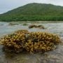Marine Geosite Pantai Punggur Tuing nan Indah, Batunya Dilarang Diambil
