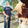 Jokowi Beli Sapi Kurban 1 Ton di Lembang, Harganya Bikin Penasaran