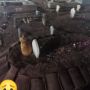 Viral Kucing Duduk di Atas Kuburan Majikan, Netizen: Begitu Setianya Kamu