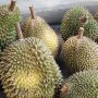 Viral Pria Jual Durian Tak Pernah Sentuh Tanah Rp 1,7 Juta, Ini Cerita di Baliknya