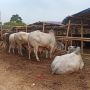 1.150 Kepala Keluarga Suku Anak Dalam di Jambi Terima Daging Kurban