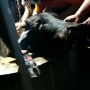 Sapi Masuk Parit Hingga Sumur, Ini Deretan Kejadian Menarik Idul Adha di Karanganyar