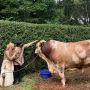 Atta Halilintar Sedih Lihat Sapi Miliknya Bernama Grandung Disembelih