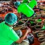 Saat Bagikan Daging Kurban, Dilarang Gunakan Wadah Plastik