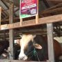 Bagong, Sapi Kurban Presiden Jokowi Seharga Rp 95 Juta