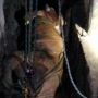 Sapi Kurban Kabur dan Terperosok ke Got, Crane DKI Dikerahkan, Evakuasi 3 Jam
