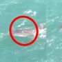 Geger! Penampakan Ikan Raksasa di Pantai Gunung Kidul, Warganet: Semoga Baik-baik Saja