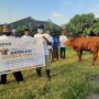 Baznas dan BPKH Salurkan 50 Sapi sebagai Berkah Qurban ke Seluruh Indonesia