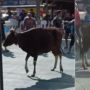 Viral Video Sapi Kurban Berdiri Tegak dan Berjalan Usai Disembelih