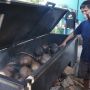 Diyakini Bisa Menangkal Covid-19, Kelapa Muda Bakar di Batang Diburu Warga