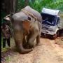 Gajah Sumatera Tertatih Tarik Truk di Jalan Lumpur, Netizen Murka