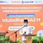 Pupuk Kaltim Potong 102 Sapi dan 60 Kambing untuk 6.000an Mustahik