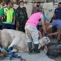 Berat Nyaris 1 Ton, 9 Jagal Kerja Keras Taklukan Sapi Kurban Jokowi di Masjid Agung Solo