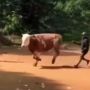 Sapi Lari ke Hutan Saat Hendak Disembelih, Warga Ketakutan dan Histeris
