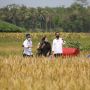 Stok Beras Nasional Aman, Panen Raya di Sejumlah Sentra Terus Berlangsung