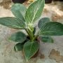8 Jenis Philodendron Termahal, Tanaman Hias Sultan yang Cukup Populer di Indonesia
