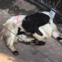 Viral Kambing Syok 'Pura-pura Mati' Lihat Kawan Disembelih, Warganet Hujat Panitia Kurban