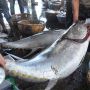 Tangkapan Ikan Nelayan Sulsel pada 2021 Naik Dibanding Tahun lalu