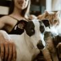 Studi: Pemilik Hewan Peliharaan Punya Ingatan Lebih Baik