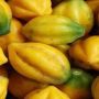 5 Fakta Carica, Si Buah Langka Khas Dieng
