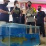 2 Tahun Pencarian, Polisi Bekuk Pencuri Ikan Arwana di Bogor, Kerugian Rp 24 Miliar